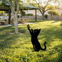 Aberto Design Cat 01 Negro